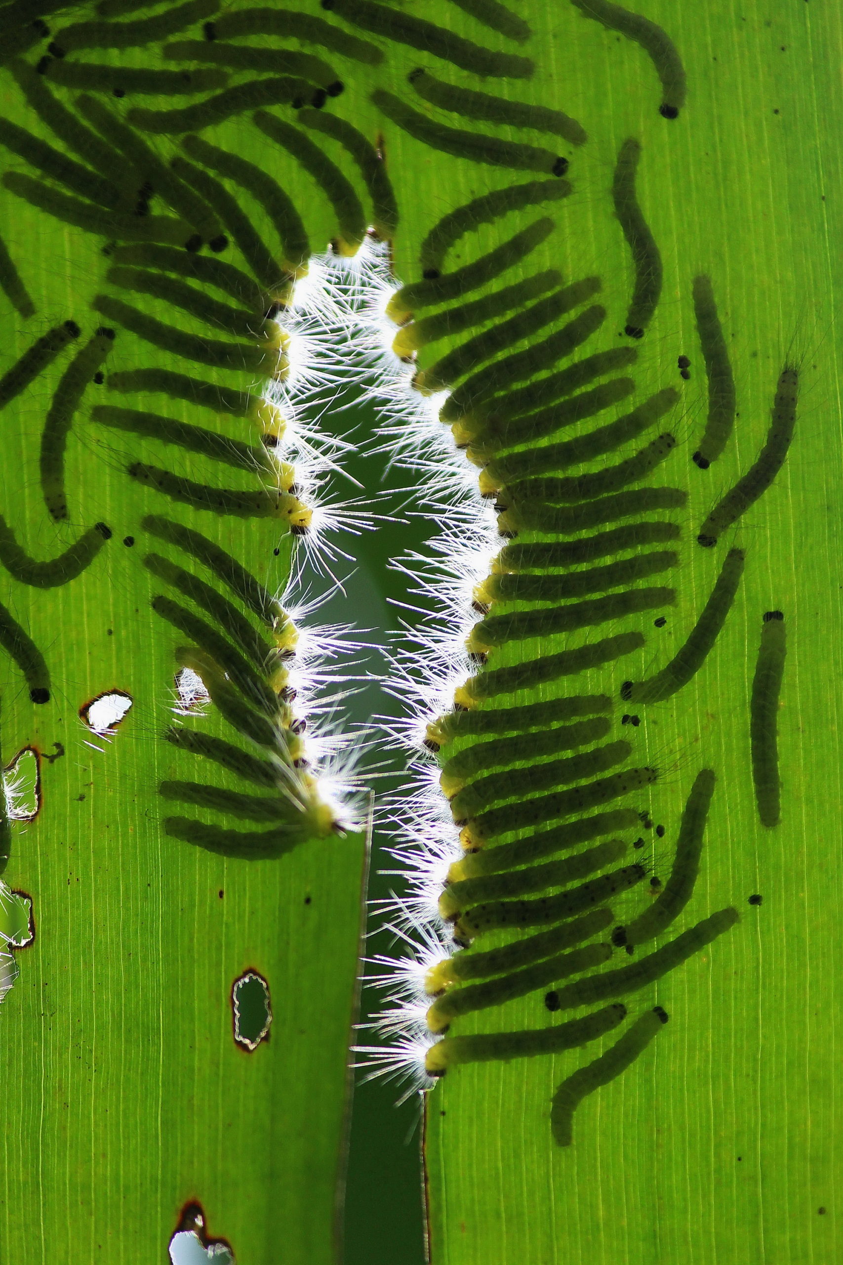 Caterpillars